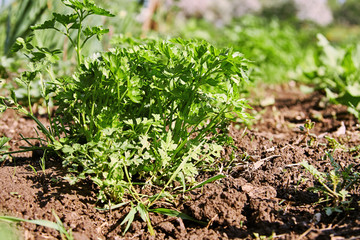 Raw Fresh Green Vegan Parsley in the garden