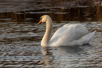 Łabędż © Henryk Olszewski