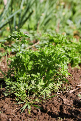 Green fresh parsley raw vegan food farming gardening