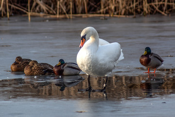 łabędź © Henryk Olszewski
