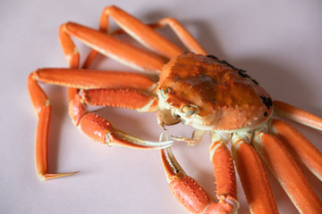 かに　蟹　丸ごと　1匹　食材　ずわいがに