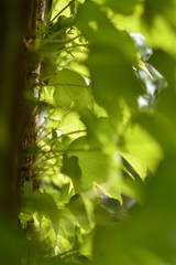 spring flowers in the garden