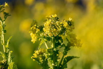 Obraz premium Rapeseed field, Blooming canola flowers
