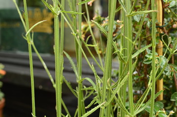 spring flowers in the garden