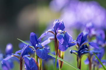 Flowers of Siberian iris, Iris sanguinea