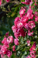Pink rose flowers, in full bloom