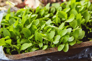 young small green Tobacco tplant on the ground close up