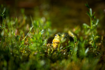 Green Frog Macro With Reflection