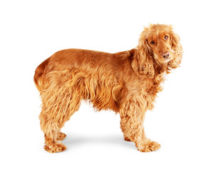 cocker spaniel in front of white background