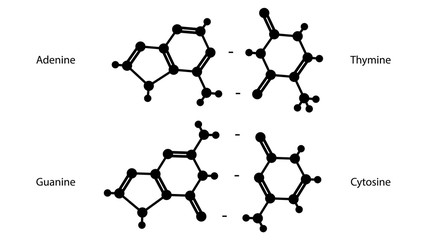 Fototapeta premium Adenine, guanine, thymine, cytosine molecular structure vector