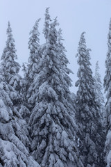 Forest with snow in Ceahlau mountains