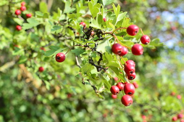 spring flowers in the garden