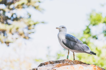 Mouette posée sur un rocher