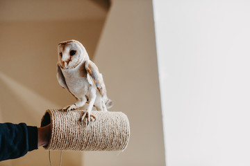 Barn owl common owl at home