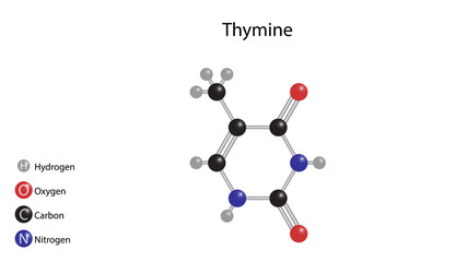 Thymine molecular structure vector design