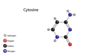 Cytosine molecular structure vector design