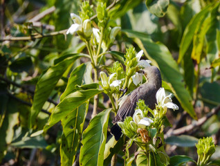 Purple Sunbird female on tree