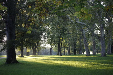 Fototapeta na wymiar Park Landschaft mit grossen, alten Bäumen und Wiese im Gegenlicht im Sommer in der Natur