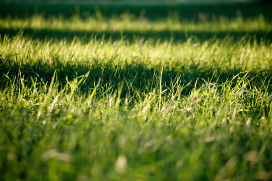 Nahaufnahme von Gras Halmen als Detail in der Sonne