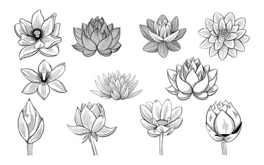 Collection of lotus sketches. lotuses, buds and leaves in vintage style.