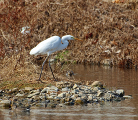 겨울냇가에 왜가리