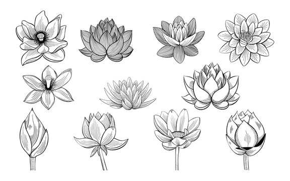 Collection of lotus sketches. lotuses, buds and leaves in vintage style.