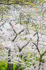 Pink Cherry blossom flower background