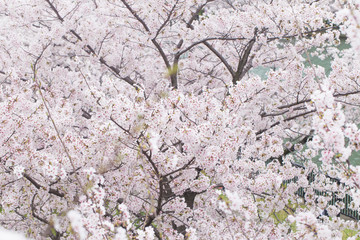 Pink Cherry blossom flower background