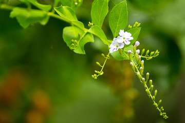 Flowers and buds in a single branch
