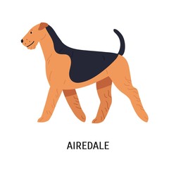 Airedale, Bingley or Waterside Terrier