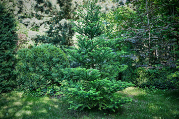 Beautiful landscaped garden with evergreens. An example of the use of evergreen Korean fir, green needles of western thuja, Japanese pine Glauka and boxwood Selective Focus
