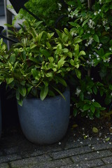 spring flowers in a pot