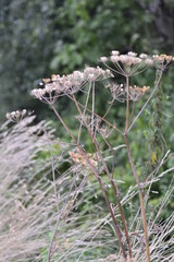 spring flowers in the garden