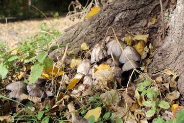 mushrooms in the forest