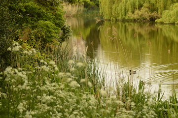 flowers in the grass