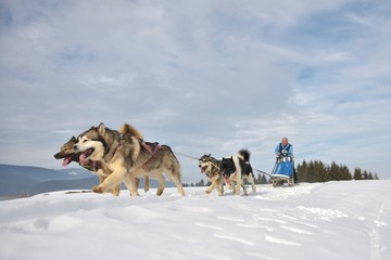 TUSNAD, ROMANIA - february 02: portrait of dogs participating in the Dog Sled Racing Contest. On February 02, 2019 in TUSNAD, Romania