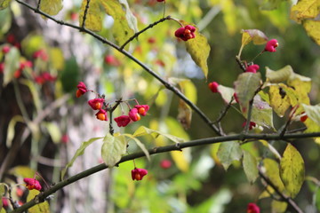 branch of tree with red berries on white background