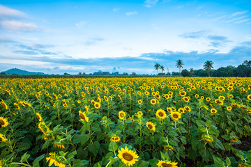 Sunflower field5