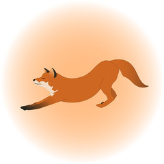Fox vector illustration