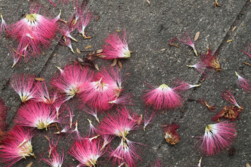 Fototapeta premium Closeup of falling flowers on old cement floor. The natural art background and template. 