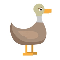 Duck. Cute bird on white background. Flat illustration