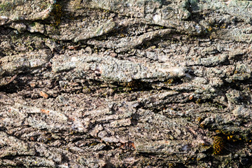 old tree bark, elm. background