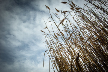 Beautiful wallpaper of dry reed plant with dark clouds in the background