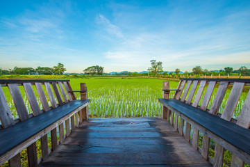 Rice farming season in Thailand.23