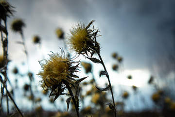 Beautiful wallpaper of dry plant with dark clouds in the background