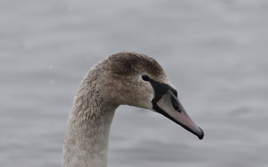 Brown swan head close up against gray cloudy day background