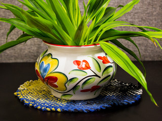 Decorative plant in pot