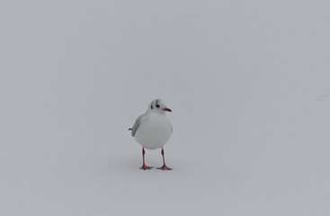 Obraz premium Seagull stands on ice on a white background on a cloudy day