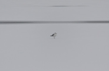 Seagull stands on ice on a white background on a cloudy day