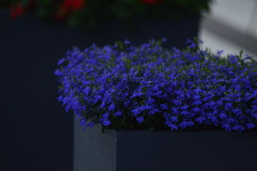 spring flowers in the garden